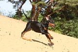 DOBERMANN 188